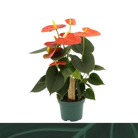 Anth An Solara 3+ (amazone)