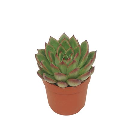 Echeveria Red Tips