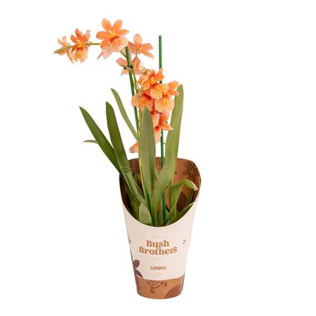 Cambria 2st Nelly Isler Orange