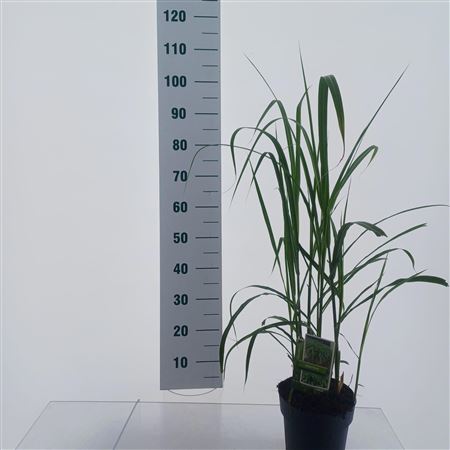 Miscanthus Sin Giganteus