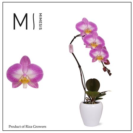 Phal Swan 1st Special (mimesis)