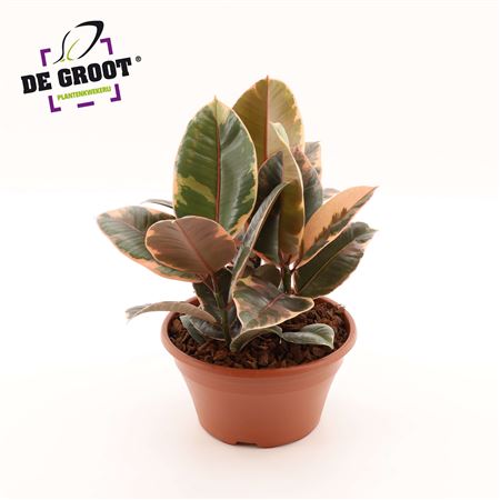Ficus El Belize  3pp Bowl