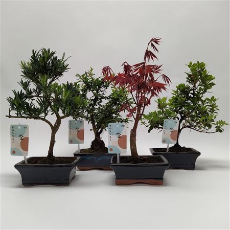 Bonsai Mix Outdoor