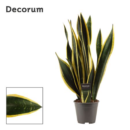 Sansevieria Black Gold (decorum)