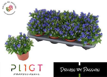 Gentiana Scabra Luis Easy Blue