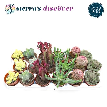 Cactus Mix Bilbao (sierras)