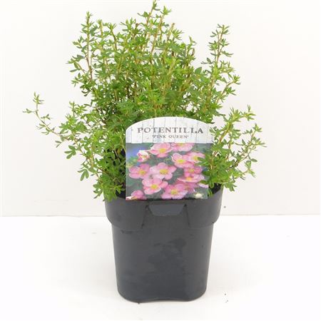 Potentilla Frut Blink
