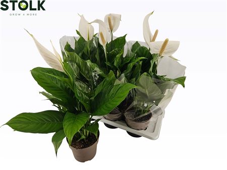 Spathiphyllum 17cm 'sweet Silvio