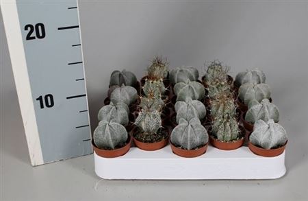 Astrophytum Mix On Row (novi)