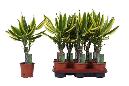 Drac Golden King 15cm Stem