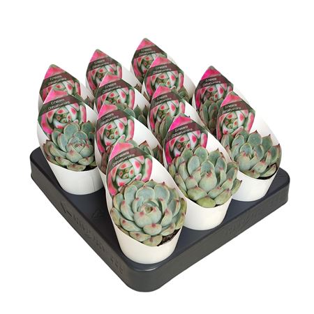 Echeveria Chihuahuaensis Potcover