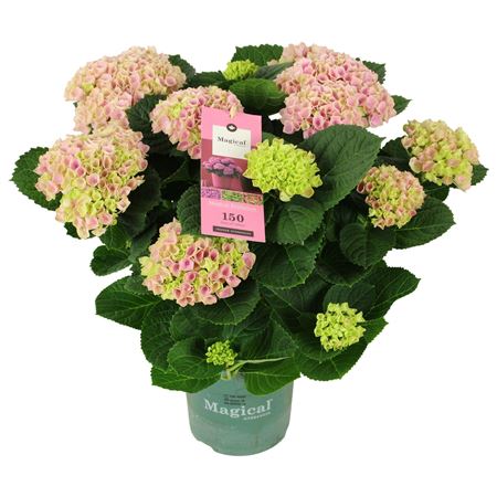 Hydrangea Ma Magical Evolution Pink 9+