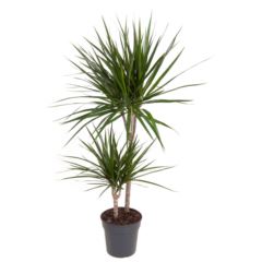 Драцена маргината 2 ст