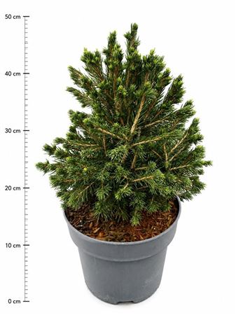 Picea Abies Tompa