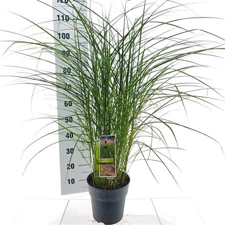 Miscanthus Sin Red Cloud