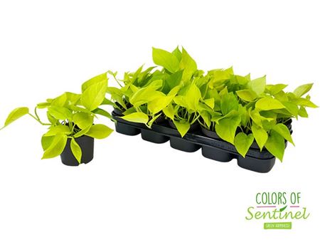 Epipremnum Golden Pothos