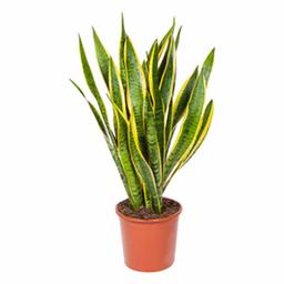 Сансевиерия Лауренти