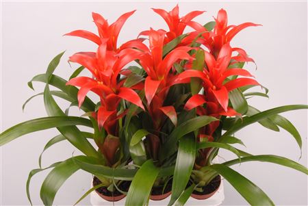 Guzmania Allure