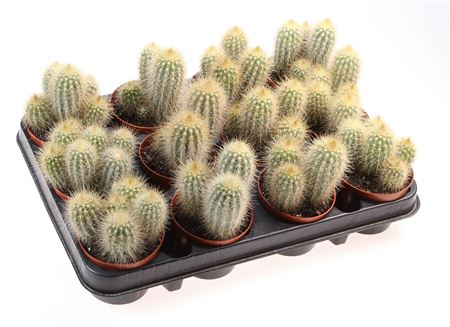 Pilosocereus Crysocanthus