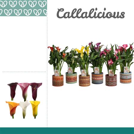 Zantedeschia Mix In Pot Africa