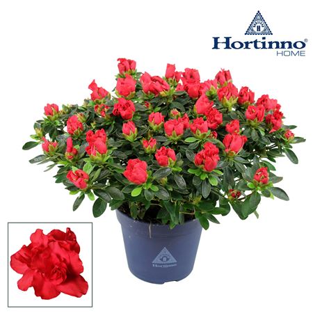 Azalea Hortinno Yankadi Scarlata