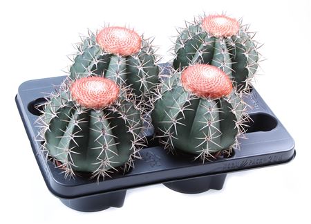 Melocactus Neryi Xxxl