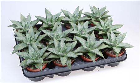 Gasteria Wonder
