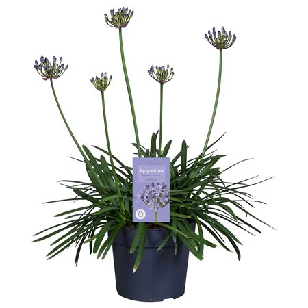 Agapanthus Blue Summer Love