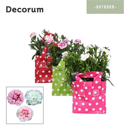 Dianthus Oscar Mix In Tasstip (decorum)