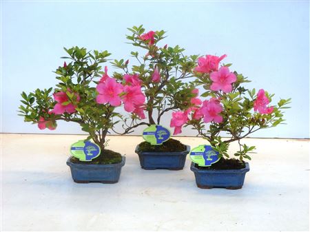 Bonsai Rhododendron Indicum, Shape Without D