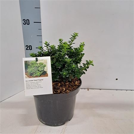 Ilex Cren Dwarf Pagoda