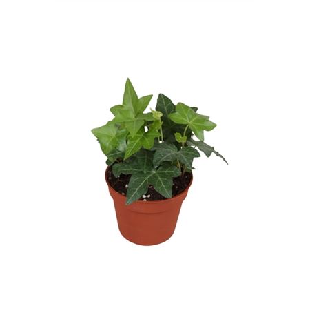 Hedera He Green