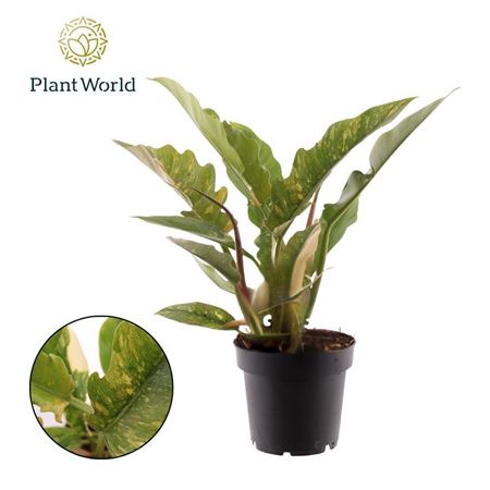 Philodendron Narrow Ring Of Fire