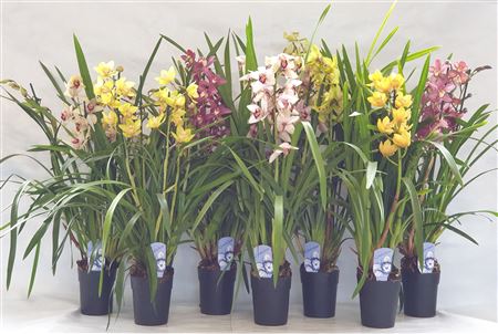 Cymbidium 3-4st Mix