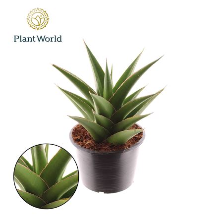 Sansevieria Samurai Compacta