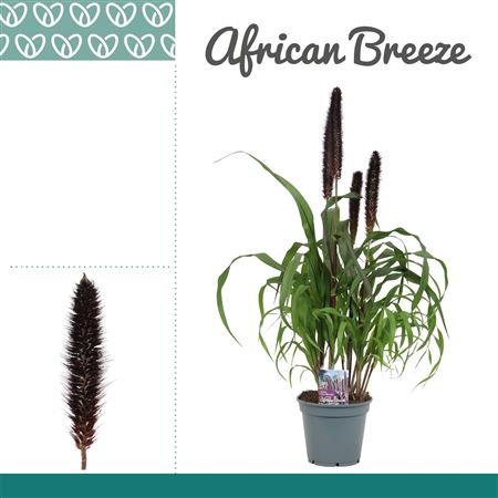 Pennisetum Purple Baron