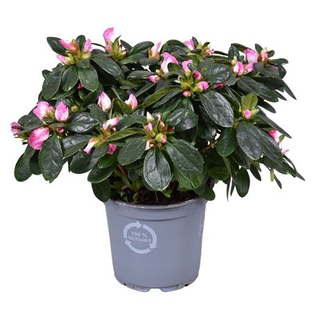 Azalea Vogel Hulsten