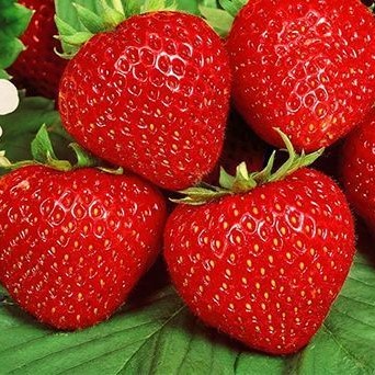 Земляника Полка