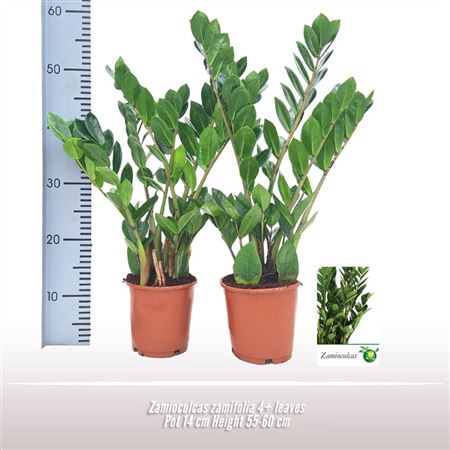 Zamioculcas Zamiifolia