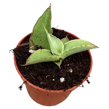 Sansevieria Swan Dancer