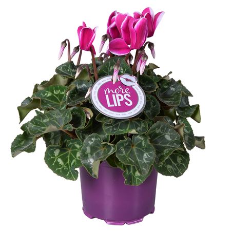 Cyclamen Fuji Purple (morelips)