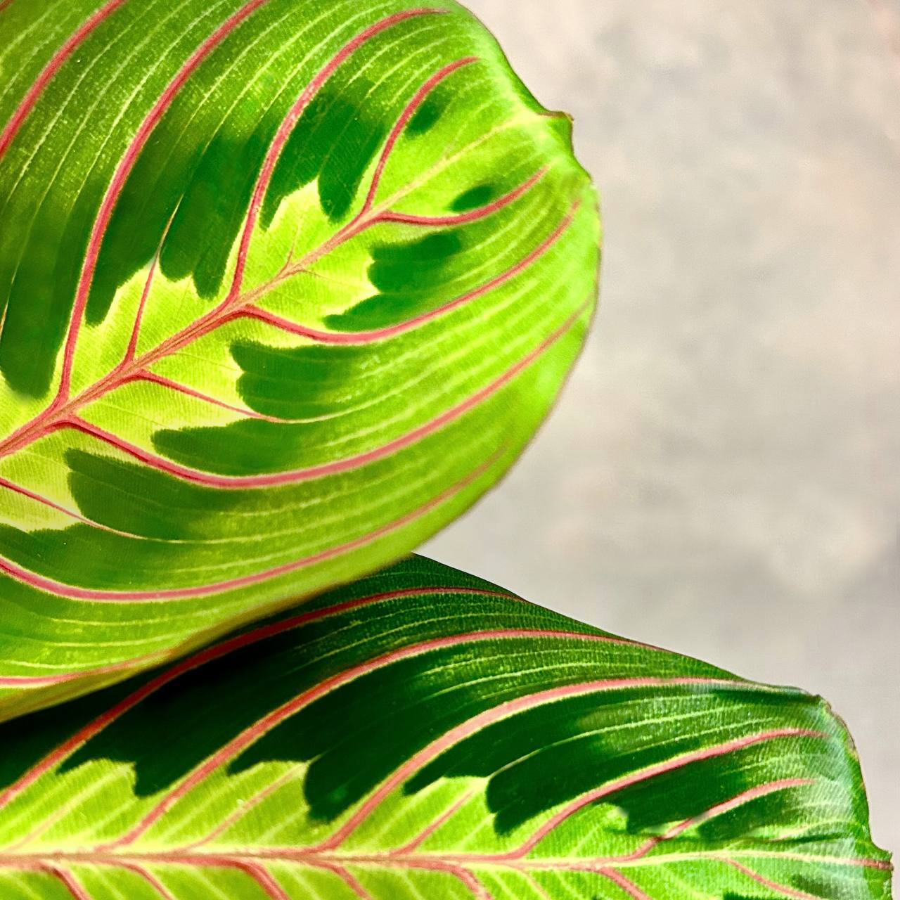 Лучшая цена! Растения из Китая! 