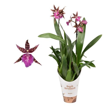 Miltassia 2st Long