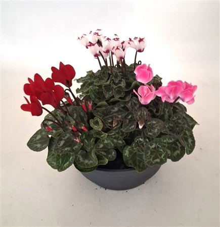 Cyclamen Verano Mix In Bowl
