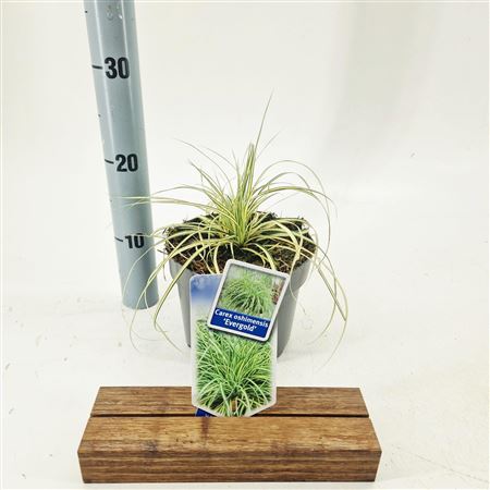 Carex Osh Evergold