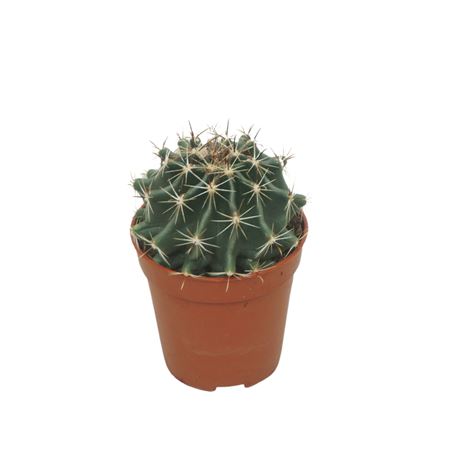 Hamatocactus Hamathocanthus