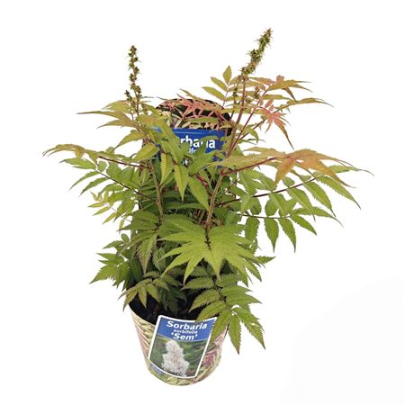 Sorbaria Sorb Sem