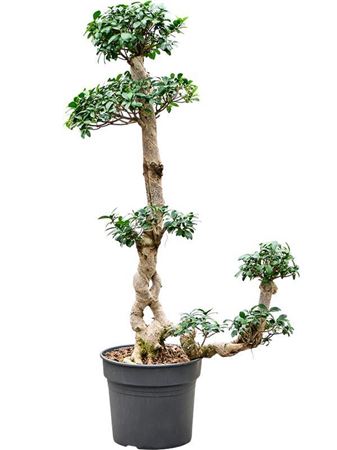 Ficus Microcarpa Compacta