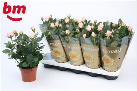 Rosa Light Pink (bm)