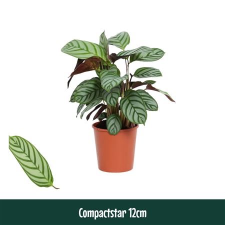 Calathea Compactstar